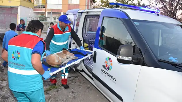 10 bini aşkın can, tek bir amaç: Yaşatmak