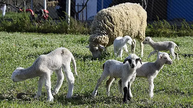 7 yıl vade ve faizsiz kredi imkanı! 150 bin küçükbaş dağıtılacak!