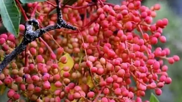 80 yıl hatrı olan içeceği biliyor musunuz?