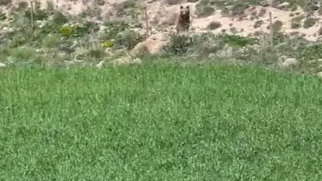 Sarıoğlan'da ayı paniği...