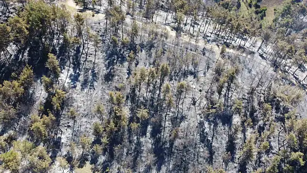 Adana'da 14 saatte 250 hektar orman yandı