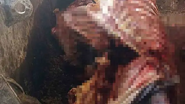 2,5 ton at eti ele geçirildi
