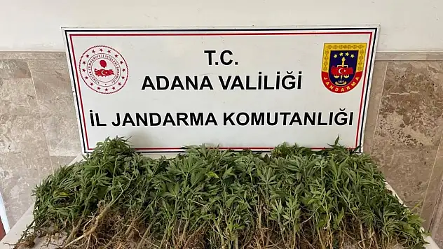 Adana'da yüzlerce kök Hint keneviri ele geçirildi