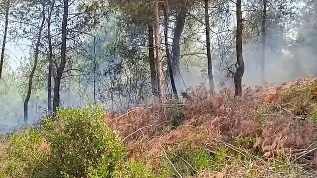 Orman yangını kontrol altına alındı