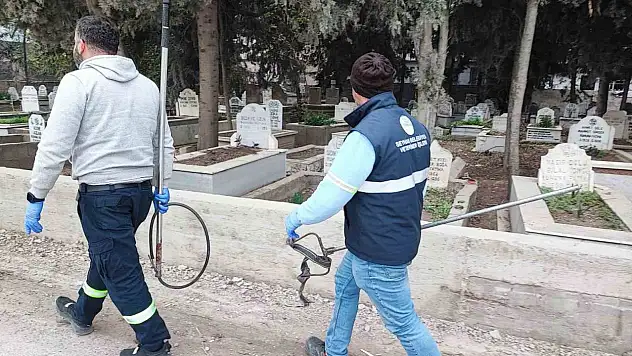 Sürü halindeki sokak köpekleri korku saçıyor