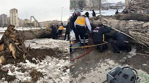  Ağaç devrildi, ağacın altında kaldı öldü!