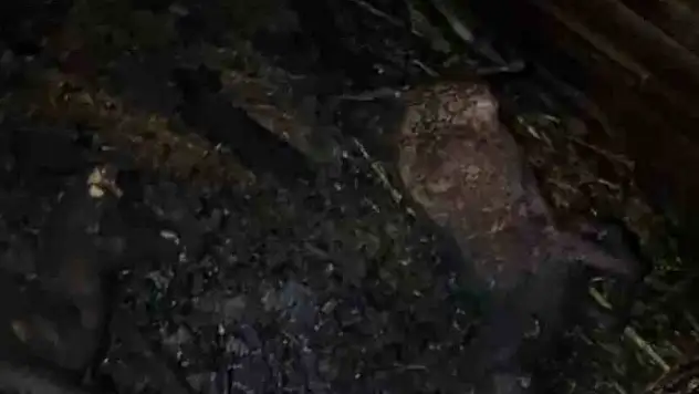 Ahır yangınında hayvanlar telef oldu