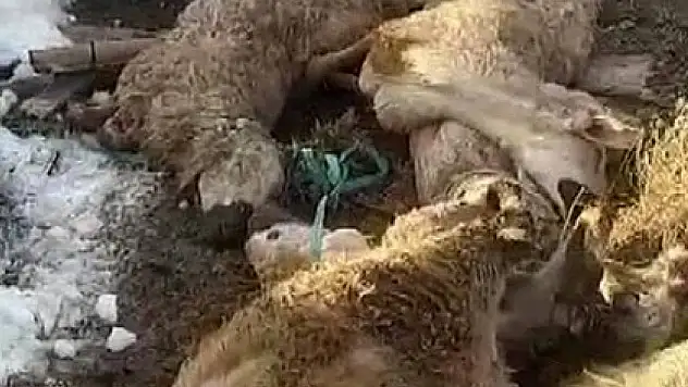 Ahırın çatısı çöktü: Onlarca hayvan telef oldu