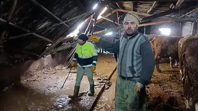 Ahırın çatısı çöktü hayvanlar bakın nasıl kurtarıldı?