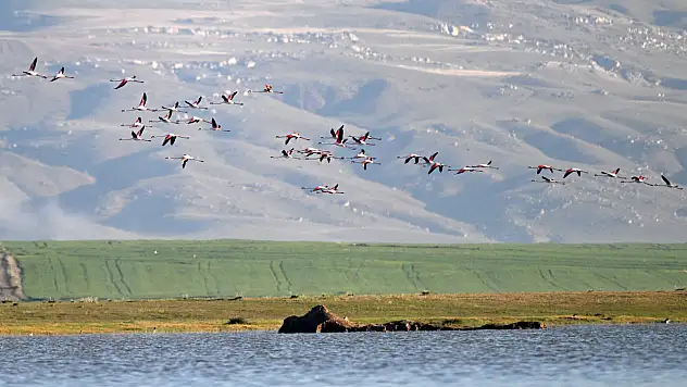 Allı Turnalar Kayseri'ye geldi!