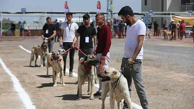Çoban Köpekleri Güzellik Yarışması
