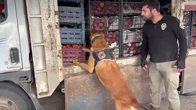 Aralarında Kayseri de var: 2 ton 149 kilogram uyuşturucu ele geçirildi, 242 kişi gözaltında…