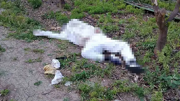 Arı sokması sonucu hayatını kaybetti
