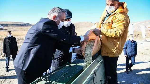 Ata tohumu Gacer binlerce yıl sonra yeniden toprakla buluşuyor