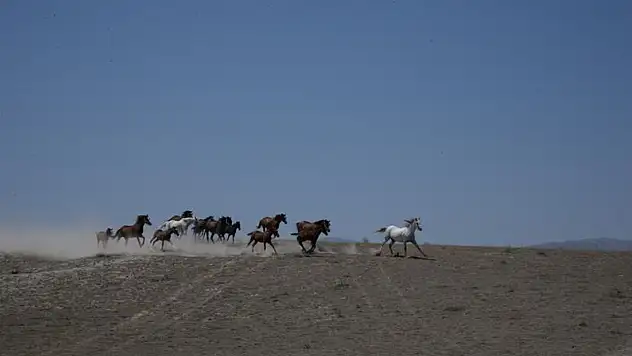 Atlar satışa çıkıyor! Peki kaç at satılacak