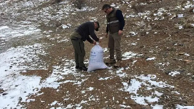 Avcılar yaban hayvanları için doğaya yem bıraktı