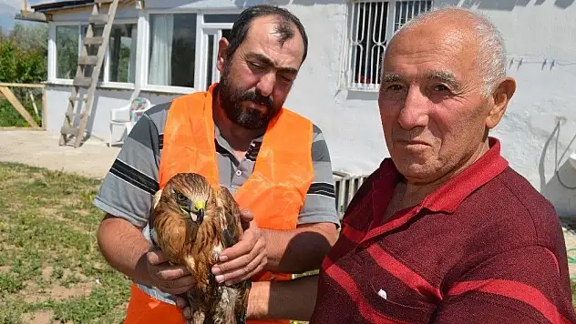 Bahçesinde şahin buldu, belediyeye teslim etti