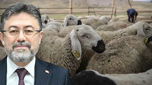 Bakan açıkladı: ESK kalan kurbanlıkları alıyor, işte alım fiyatları