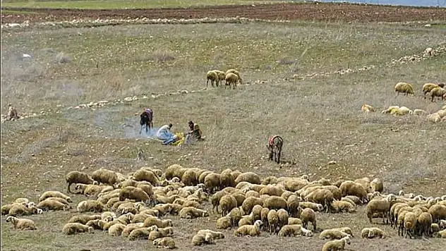 Bakanlık açıkladı! Hayvancılık yapanlara çoban desteği 