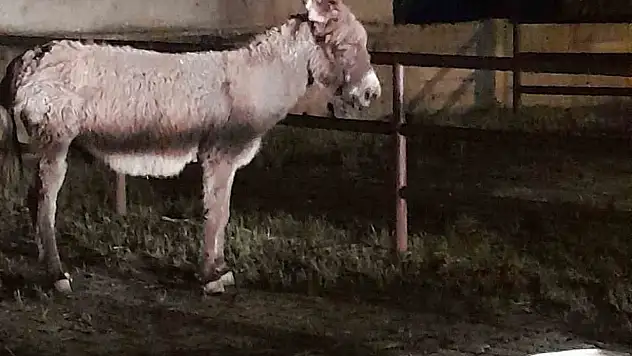 İnanılmaz olay: Başıboş eşek kadını ısırdı