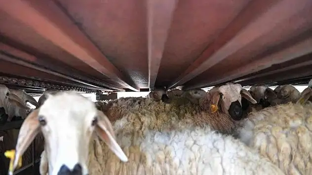 Büyükkılıç'tan 3 bin küçükbaş müjdesi