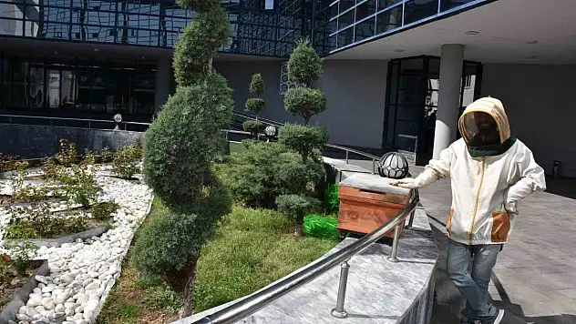 Belediye'de arı paniği...