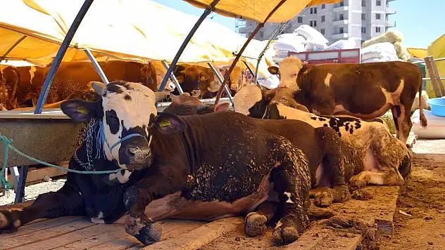 Sağlık Müdüründen kurbanlık uyarısı