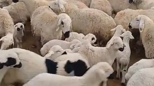 Koyuncular için en heyecanlı an bakın neymiş