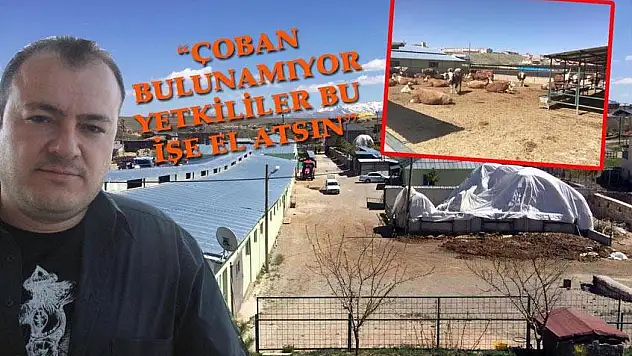 2 Bin TL maaşla çoban aranıyor! 'Çoban yetenekliyse maaş artabilir'