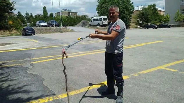 Bodruma giren yılan itfaiye ekiplerince çıkarıldı