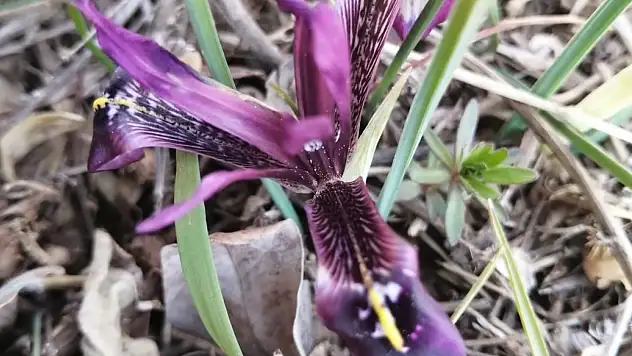 Bu bitki sadece Kayseri'de yetişiyor