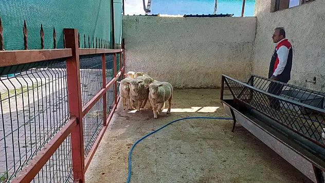 Bu da Kayseri'ye Fransız koyun!
