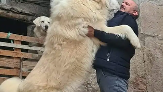 Bu köpek Kayseri'de yetiştiriliyor! İşte aldığı ödül…