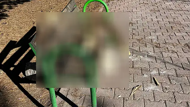 Bunu yapan insan olamaz! Kayseri'de tepki toplayan görüntüyle ilgili suç duyurusu