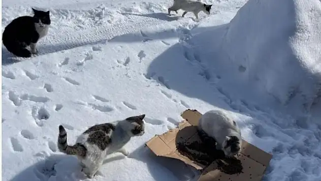 Bünyan'da sokak hayvanları unutulmadı