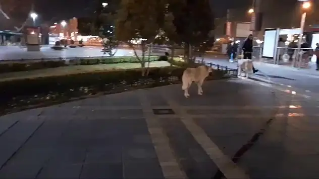 Burası Kayseri Cumhuriyet Meydanı: Görenler tedirgin oldu