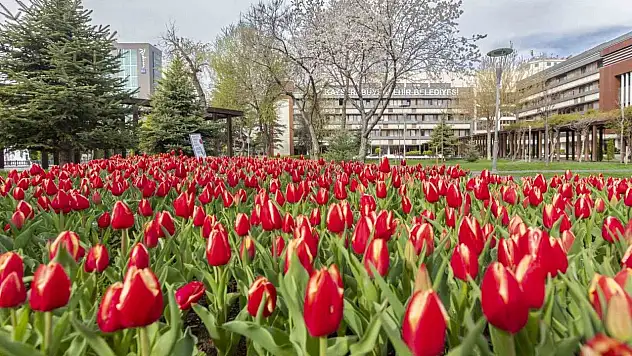 Büyükşehir, 3 milyon çiçek dikecek!