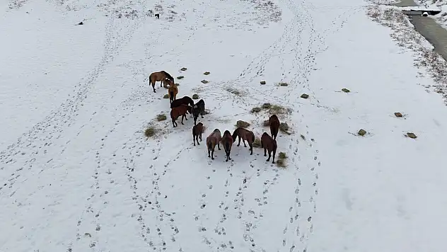 Büyükşehir dilsiz dostları unutmadı