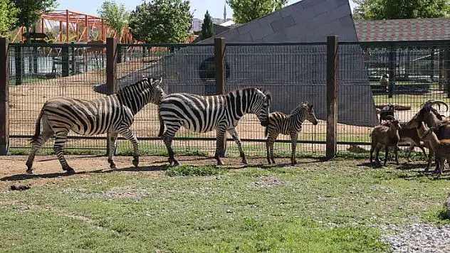 Yeni doğan zebra ilgi odağı oldu
