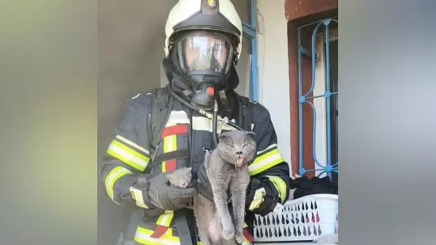 Büyükşehir İtfaiyesi, yangında mahsur kalan 6 kediyi kurtardı