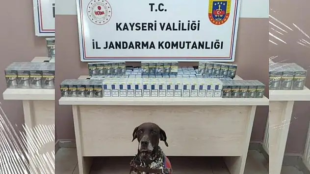 Çay ve tütün köpeği Kayseri'de iş başında!