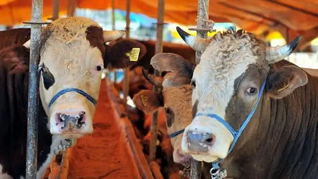 Çiftçiye bereket geldi! Büyükbaş hayvancılığa rekor destek