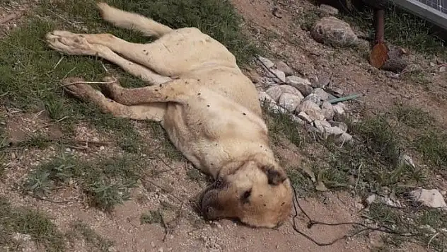 Çoban köpeklerini kim zehirledi?