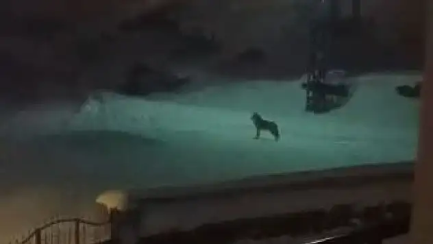 Dağda aç kalan kurtlar köye indi