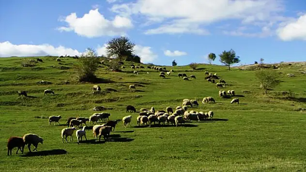 Deli Alinin Çardağı, Boyunyurt, Kızıloluk ve dahası… 28 Mart'ta ihaleye çıkıyor