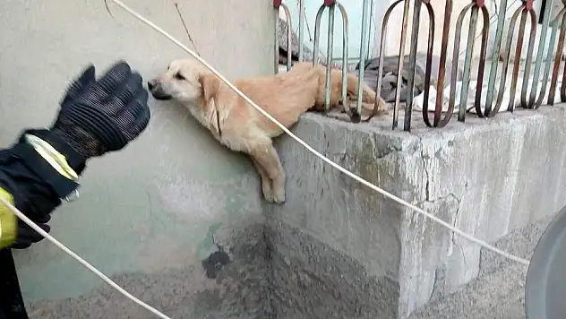 Demir korkuluklara sıkışan köpeği itfaiye kurtardı
