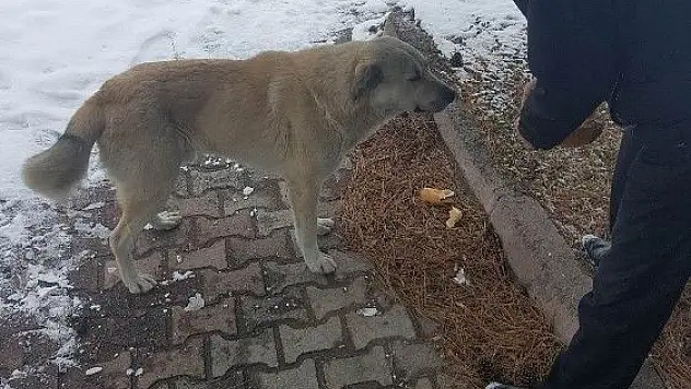 Develi Belediyesi hayvanları sahipsiz bırakmadı
