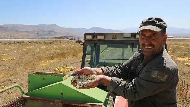 Develi'de Kabak Çekirdeği Hasadına Başlandı