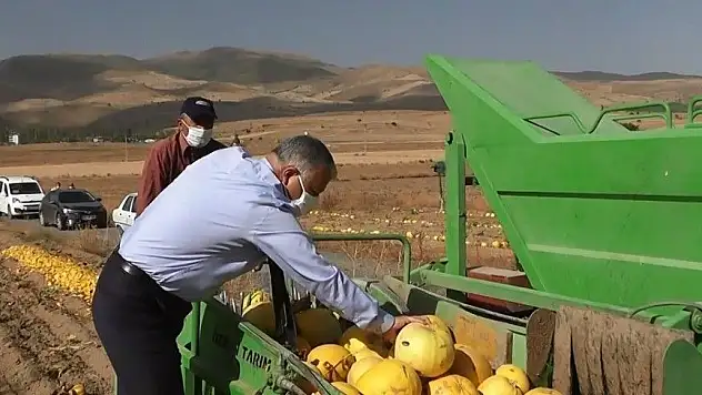 Develi'de kabak hasadı başladı