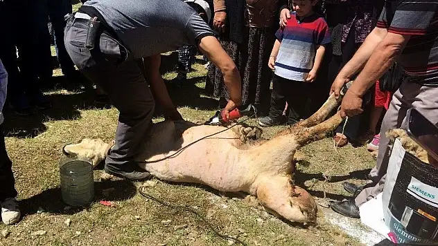 Develi'de koyun kırım şenliği düzenlendi